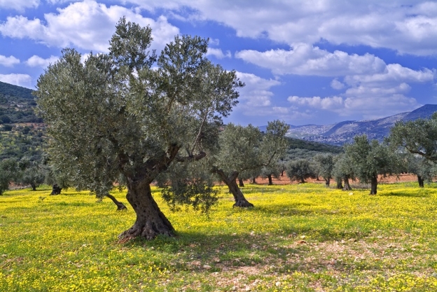 bigstock-olive-grove-2753045